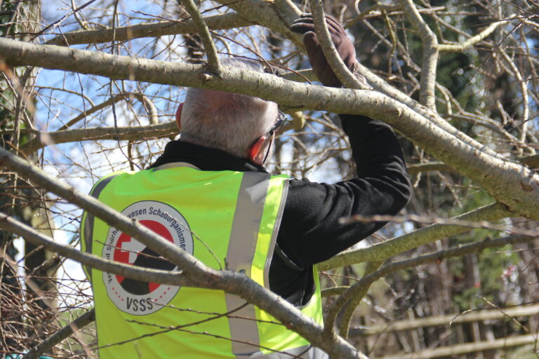 Fällungen ALB-Befall
