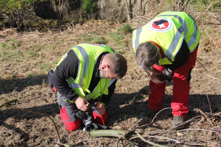Fällungen ALB-Befall