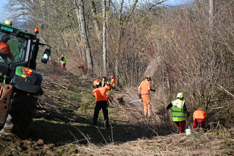 Fällungen ALB-Befall