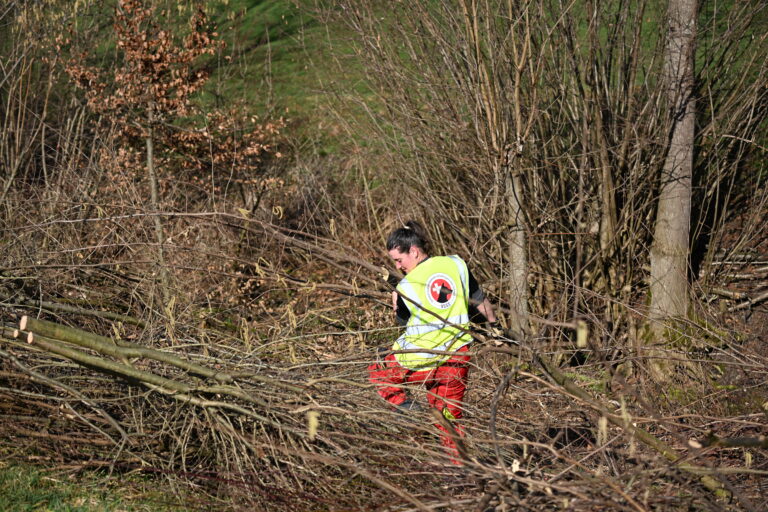 Fällungen ALB-Befall