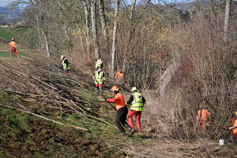 Fällungen ALB-Befall