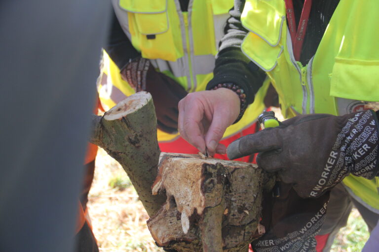 Fällungen ALB-Befall